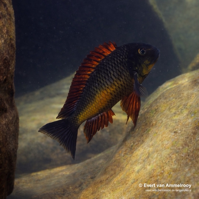 Tropheus sp. 'red' Cape Kachese